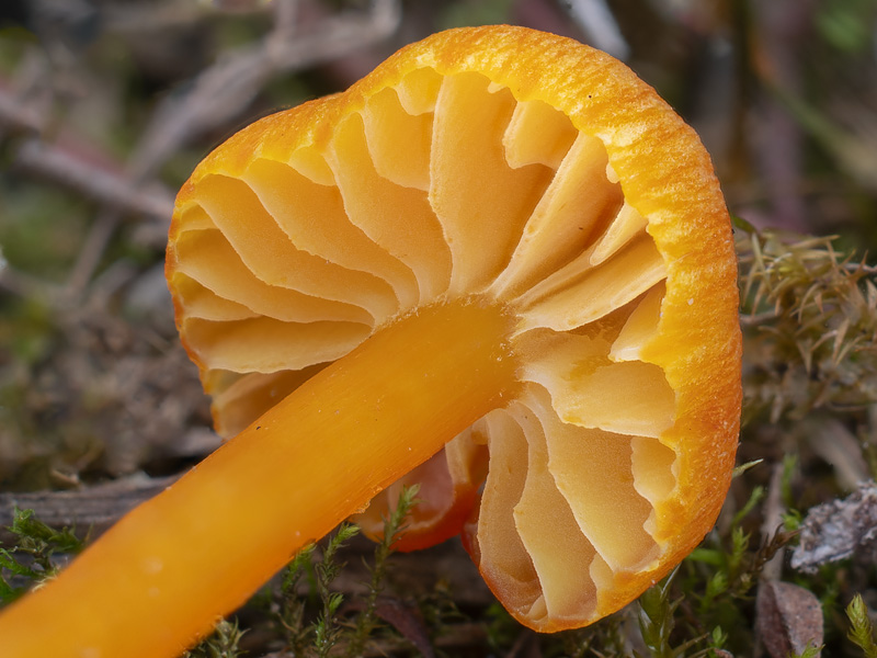 Hygrocybe calciphila